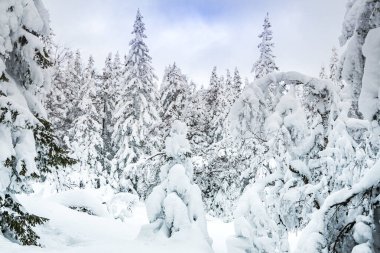 Karla kaplı yamacın panoramik görüntüsü. Kış manzarası güneşli bir günde alçak bulutlar ve ağaçlarla dağlarda