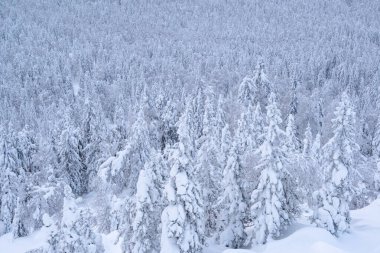 Yoğun kar ormanı. Tepeyi kaplayan donmuş köknar ağaçlarının kış manzarası