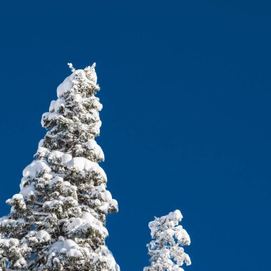 Mavi gökyüzünün önündeki karlı ilk figür