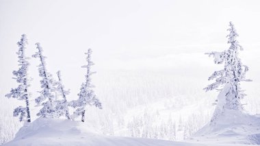 Tepedeki kar ormanlarının kış manzarası. Ağaçların dalları, donmuş dallar ve buz gibi sisle doludur.