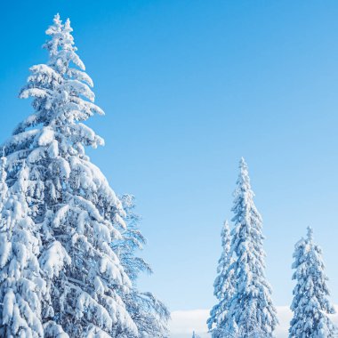 Mavi gökyüzüne karşı kalın karla kaplı ağaç tepeleri. Kış ormanı Aydınlık bir günde