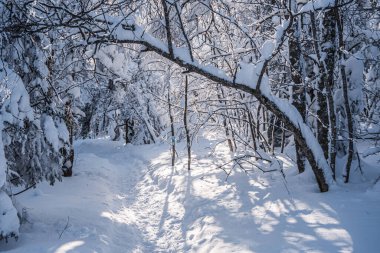 Kış çam ormanlarında dar kar yolu