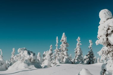 Firavun dalları, sarmaşıktır. Kış doğası, karlı orman