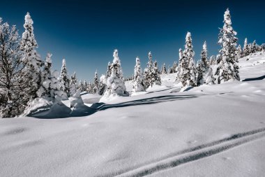 Rime ve kar, kışın dağ yamacında köknar ağaçlarını kapladı