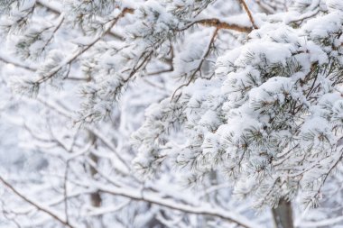 Yoğun kozalaklı kış ormanı, köknar dalları karla kaplı.