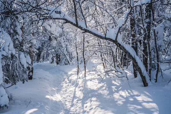 Kış çam ormanlarında dar kar yolu
