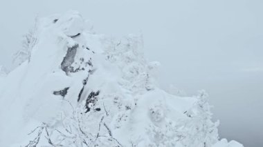 Dağların tepesinde kar ağaçları