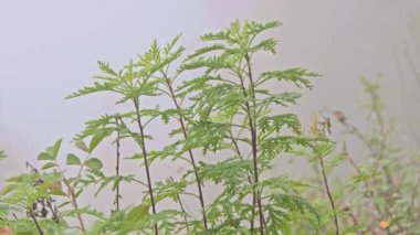 Yeşil çimenler sisli alanda rüzgarda hareket eder