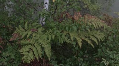 Sonbahar ormanında eğreltiotu. Yapraklar rüzgarda hareket eder