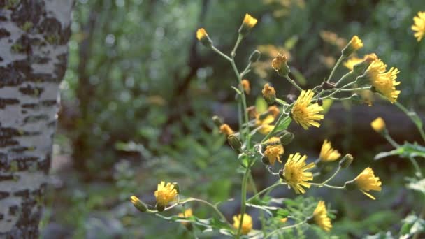 Gule, ville blomster i solrike skoger – stockvideo