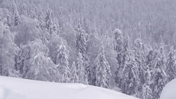 Fabulous winter forest through falling snow. — Stock Video