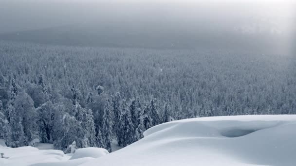 Panorama van het winterbos door vallende sneeuw — Stockvideo