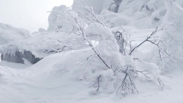 Bush met kale takken zwaait van sneeuwstorm. — Stockvideo