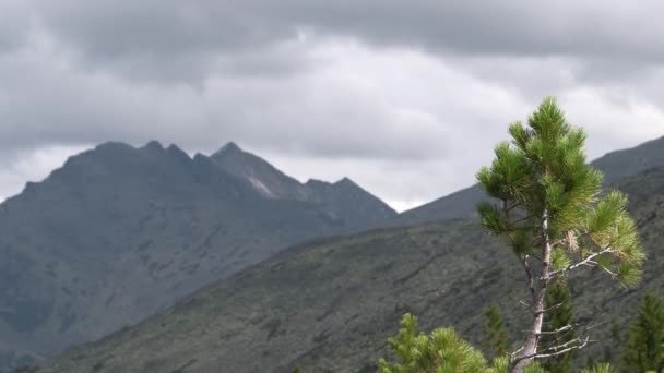 Baum auf dem Hintergrund der Silhouette des Gebirges — Stockvideo