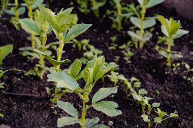 Bahar bahçesinde taze fasulye filizleri. Vejetaryenlik için sebze yetiştiriyorum. Bitki bakımı, sulama ve yabani otlar