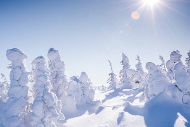Parlak kış güneşi kar ağaçlarının tepelerini aydınlatır. Buz dalları ve gövdeleri kaplayarak muhteşem figürler oluşturdu. Sakin ve görkemli bir sessizlik havası.