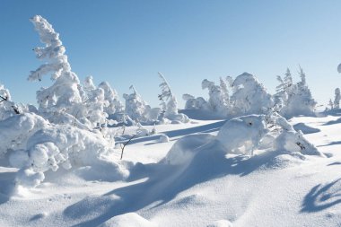 Kış ormanlarında kar figürleri. Ağaçlar rime bulanmış, köknar dalları buzla bükülmüş. Güneşli, soğuk bir gün.
