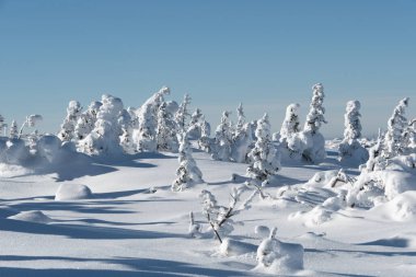 Kış kar ormanlarındaki ağaçlar. Köknar dalları figür olarak rime ile kaplıdır. Mavi gökyüzü ve vadide soğuk hava