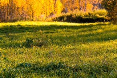 Meadow with sun rays. Green clearing, yellow trees on horizon. Onset of autumn