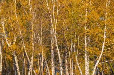 Yellow birch forest on sunny autumn day. Change of season, leaf fall
