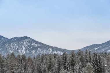 Yumuşak tepeler kar ormanlarıyla kaplıdır. Kış günü dağ vadisi manzarası