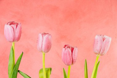 Water drops on petals, fresh green leaves. Pink tulips on red wall background. Holiday greeting, romantic present. Above buds is place for text