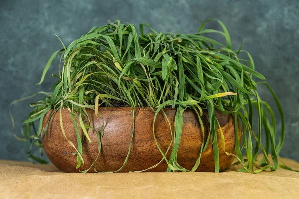 Green Grass Brown Pot Leaves Have Wilted Due Lack Watering — Stock Photo, Image