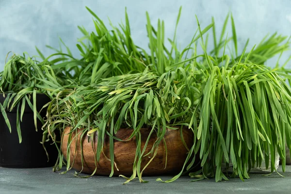 青い背景に木製の鍋で枯れ草 植物の成長のための水分の不足 庭師のための干ばつの兆候 — ストック写真