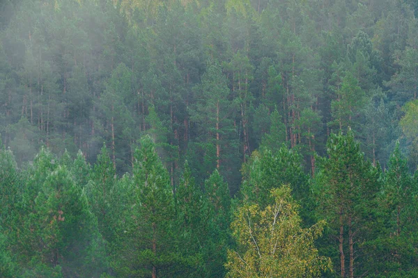 丘の中腹に松林 木を背景に 上に朝の霧 黄色い葉を持つ白樺 — ストック写真