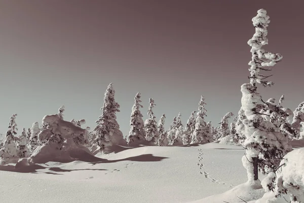 冬の森の雪の木 モミの枝は氷で覆われている 谷の霜の天気 — ストック写真