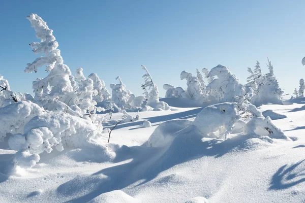 Kış ormanlarında kar figürleri. Ağaçlar rime bulanmış, köknar dalları buzla bükülmüş. Güneşli, soğuk bir gün.