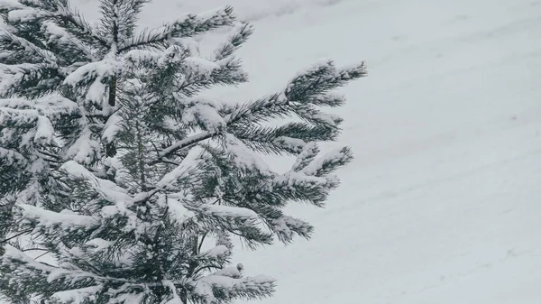 Ramas Árboles Cubiertas Nieve Bosques Helados — Foto de Stock