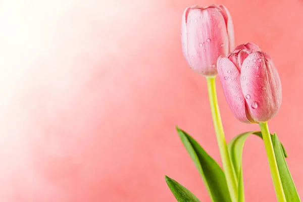 Pink Flowers Declaration Love Tulip Petals Dew Drops Green Stems — Stock Photo, Image
