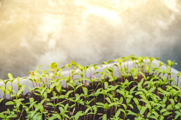 Sprouts Plastic Container Sunlight Growing Marigold Seedlings Care Garden Plants — Stock Photo, Image