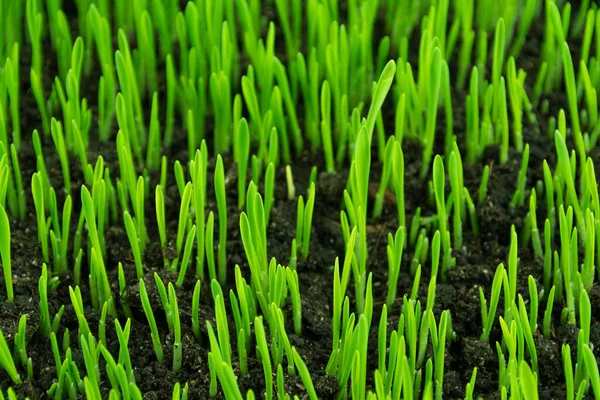 Frisches Grünes Gras Wächst Aus Dem Boden Hafersprossen Weizen Für Stockfoto