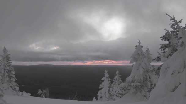 Dikke mist drijft over besneeuwde bomen — Stockvideo