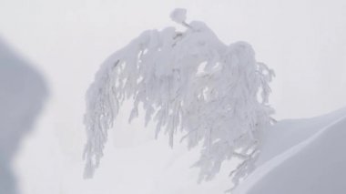 Karlı tepenin üzerine eğilmiş donmuş ağaç