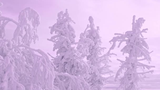 Prachtig uitzicht op rij sneeuwbomen — Stockvideo