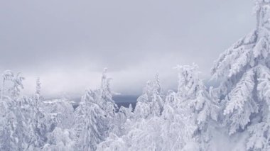 Karla kaplı ağaçların tepeleri bulutlu kış gökyüzü altında rüzgarda sallanıyor.
