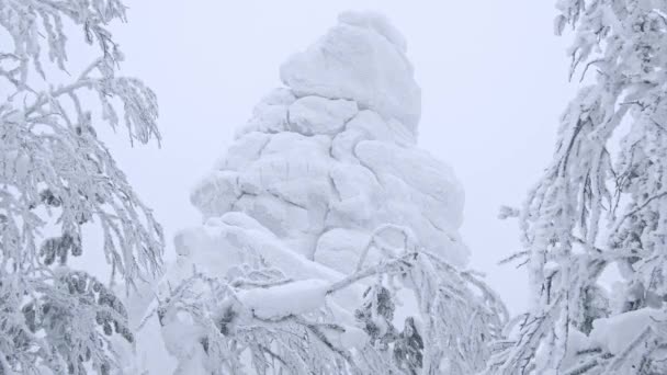 Bevroren rots stijgt tussen de bomen. Stenen klif in rijm — Stockvideo