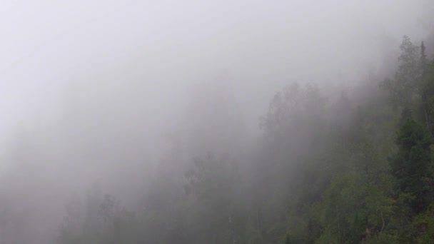 浓密的薄雾笼罩着森林斜坡 — 图库视频影像
