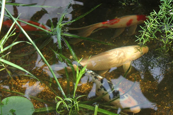 Vis karper in het zwembad — Stockfoto