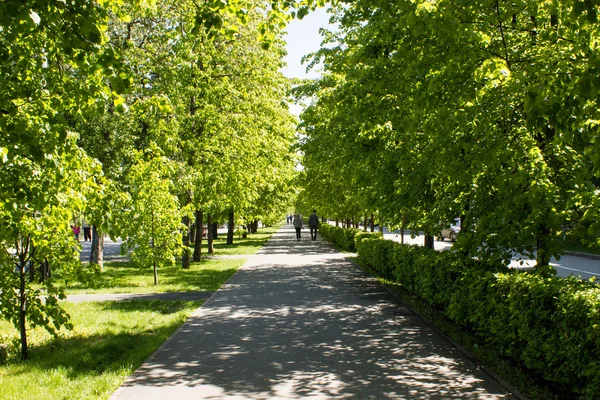 Green alley — Stock Photo, Image