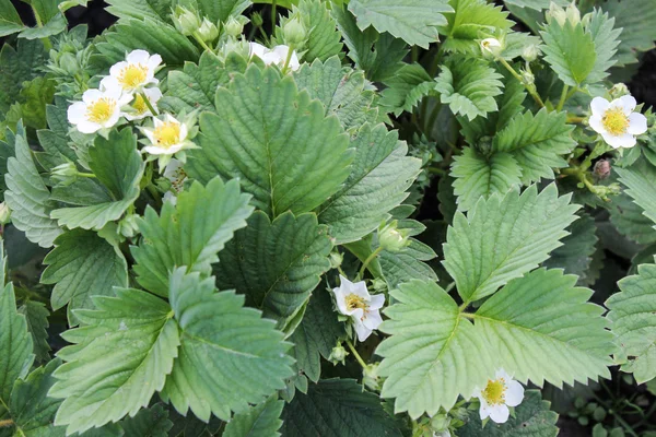 I fiori di fragola — Foto Stock