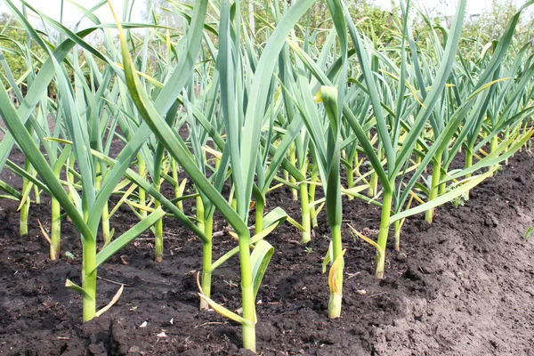 Lits de légumes à l'ail — Photo