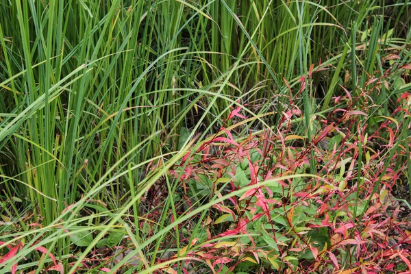 Groene marsh gras — Stockfoto