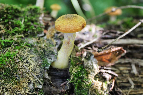 Champignon dans la forêt — Photo