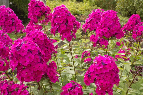 Pink Flowers in Garden — Stock Photo, Image