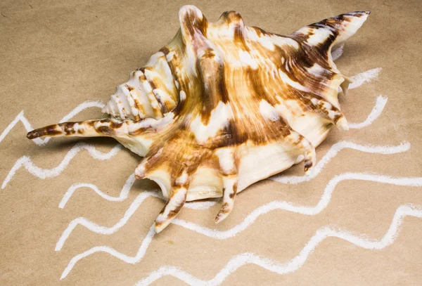 Cáscaras de mar sobre un papel hecho a mano —  Fotos de Stock