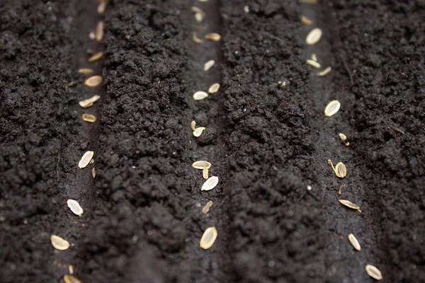 Seeds planted in the ground in the garden — Stock Photo, Image